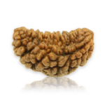 1 Mukhi Rudraksha