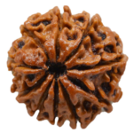 10 Mukhi Rudraksha