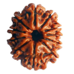 11 Mukhi Rudraksha