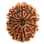 12 Mukhi Rudraksha