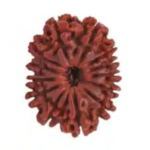 13 Mukhi Rudraksha