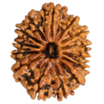 14 Mukhi Rudraksha