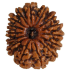 15 Mukhi Rudraksha