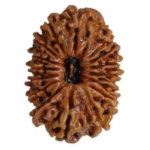 16 Mukhi Rudraksha