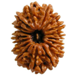 17 Mukhi Rudraksha