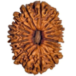 18 Mukhi Rudraksha