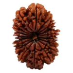 19 Mukhi Rudraksha