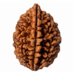 2 Mukhi Rudraksha