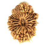 20 Mukhi Rudraksha