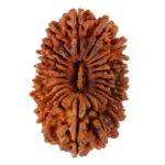 21 Mukhi Rudraksha