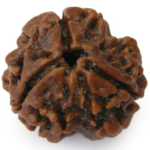 3 Mukhi Rudraksha