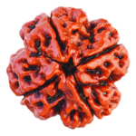 4 Mukhi Rudraksha