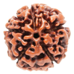 5 Mukhi Rudraksha