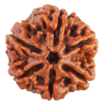 6 Mukhi Rudraksha