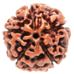 7 Mukhi Rudraksha