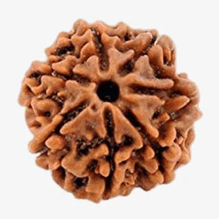 7 Mukhi Rudraksha