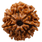 8 Mukhi Rudraksha