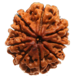 9 Mukhi Rudraksha