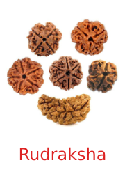 Rudraksha